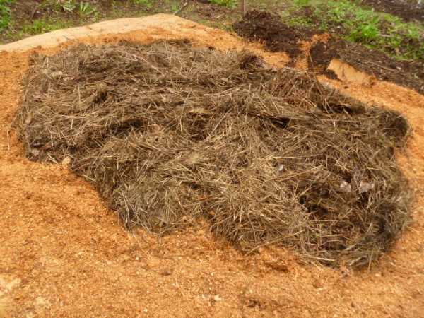 Old hay mulch