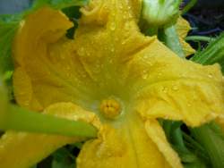 Squash Blossom Female showing the ovaries