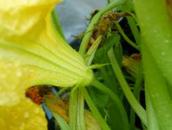 Squash Blossom Male - no fruit