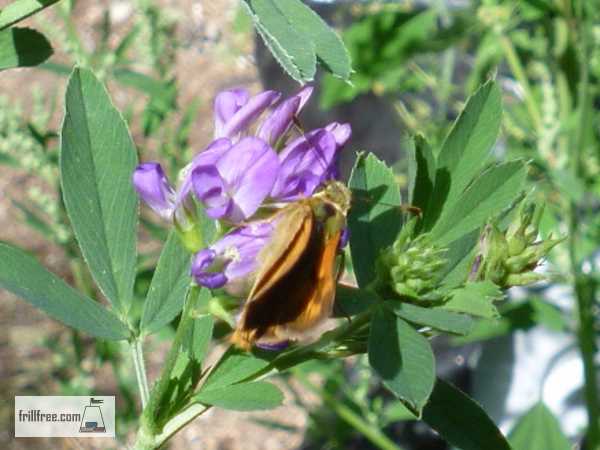 Skipper Butterfly on an Alfalfa flower