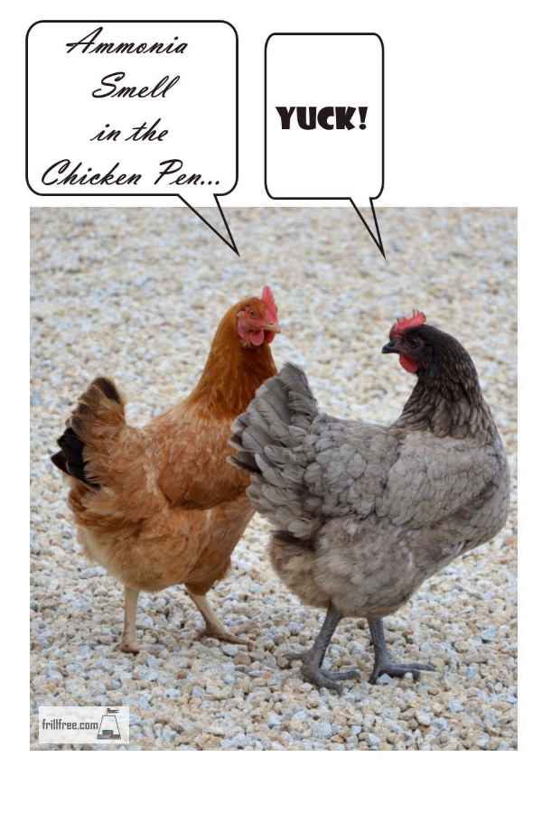 Ammonia Smell in the Chicken Pen; take action now!