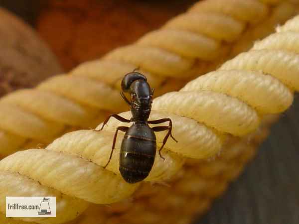 Ants - how to deal with them, organically...
