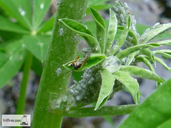 Aphids