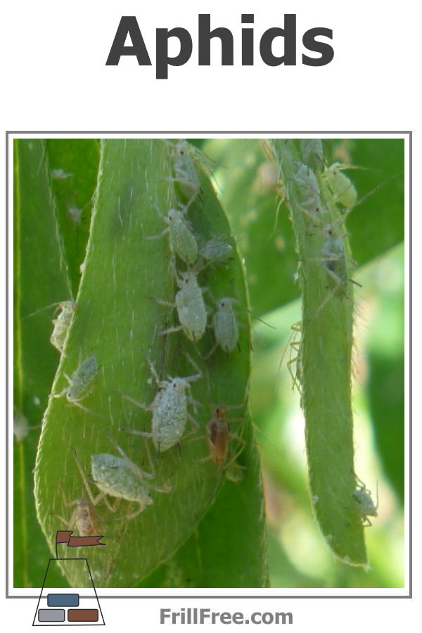 aphids-600x900.jpg