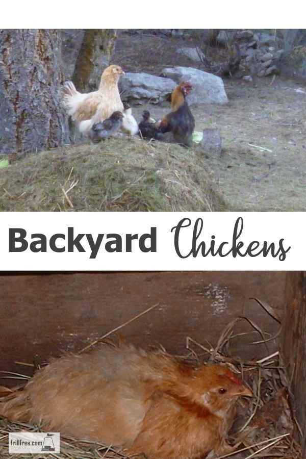 Backyard Chickens Raising Your Own Poultry Flock