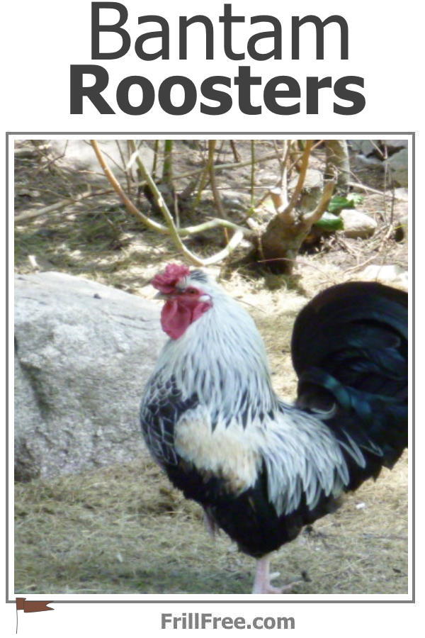 White Saddle and Tail Partial Rooster Pelt Bantam Free Range Rooster