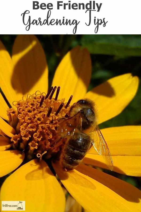 A guest post - Bee Friendly Gardening Tips...