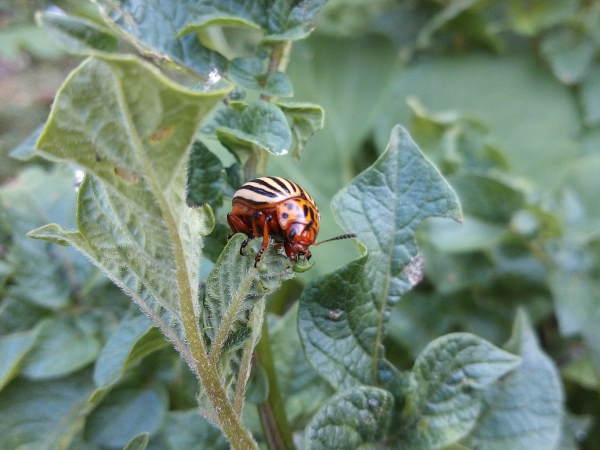 Colorado potato beetle