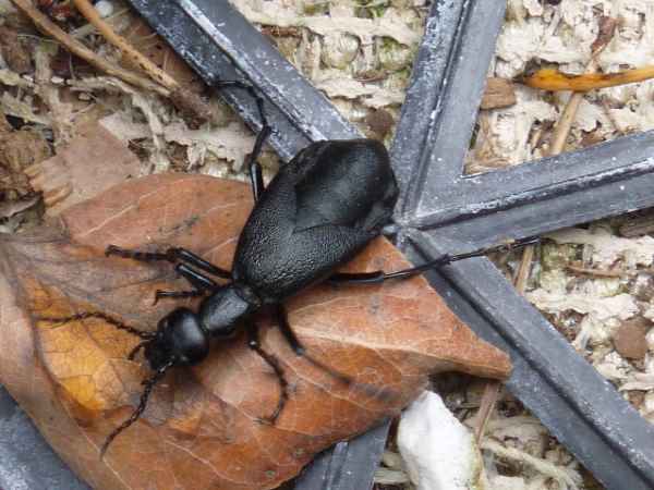 Blister Beetle