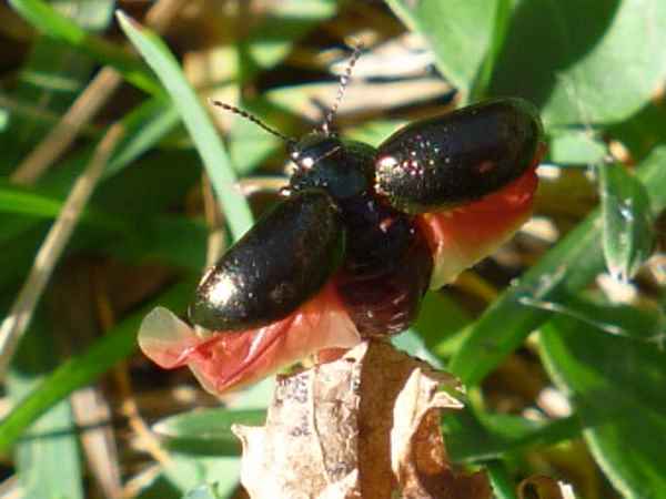 Dogbane Beetle