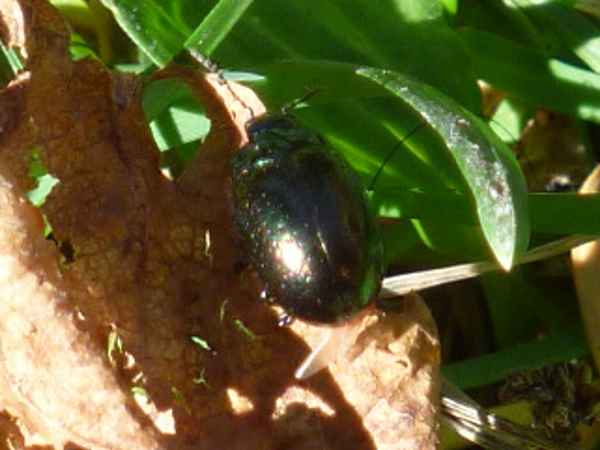 Dogbane Beetle