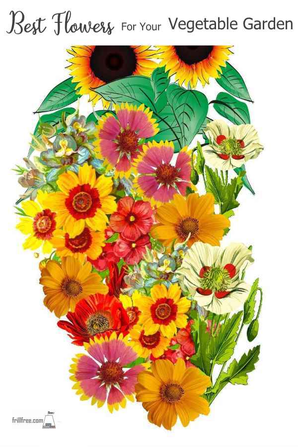 best-flowers-for-your-vegetable-garden600x900.jpg