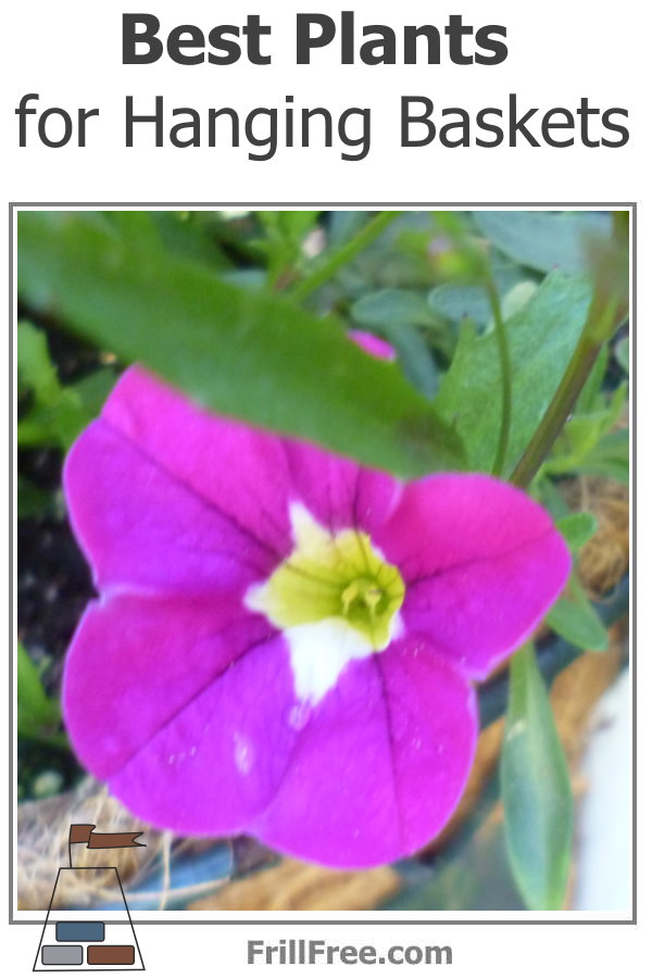 Picture of a hanging basket plant in flower