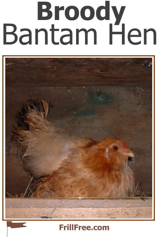 Broody Bantam Hen