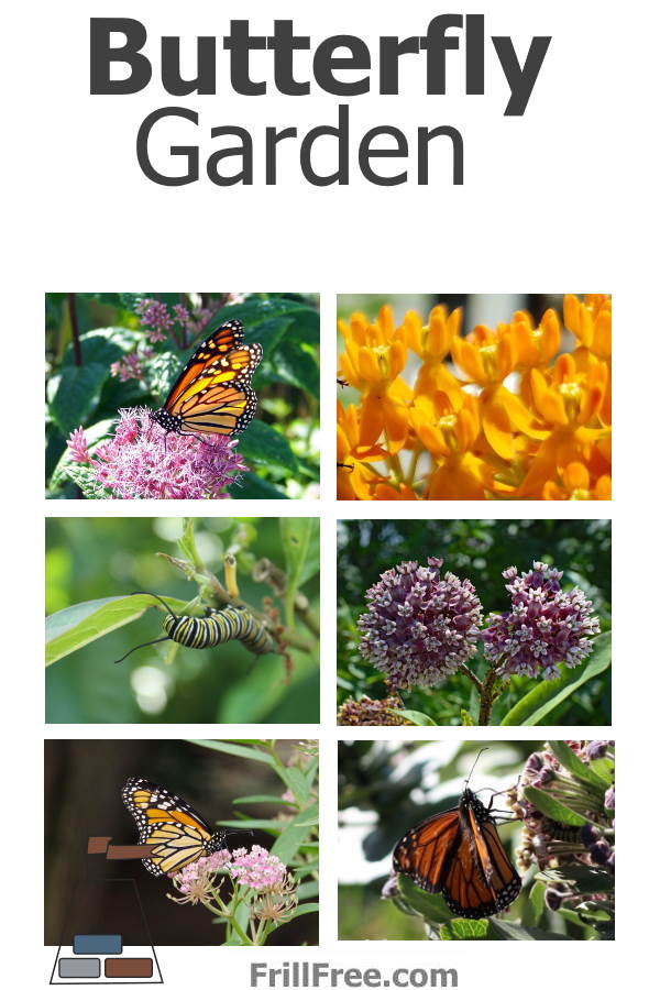 Collage of butterflies
