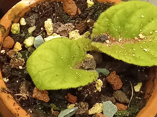 cleaning-streptocarpus-leaves-mulch-close-up600x450.jpg