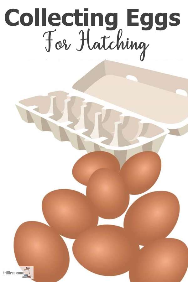 Collecting Eggs For Hatching - what to do before incubating eggs