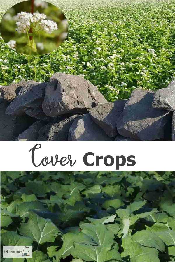 Cover Crops Keep That Soil Warm And Cozy