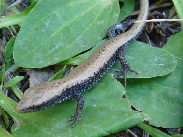 California Fence Lizard