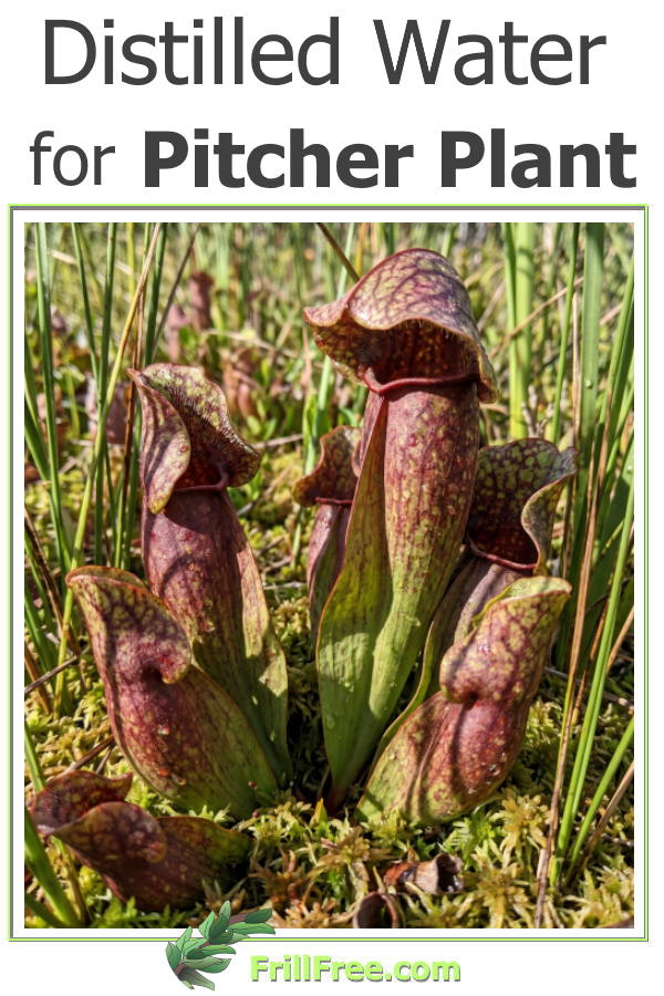 distilled-water-for-pitcher-plant600x900.jpg