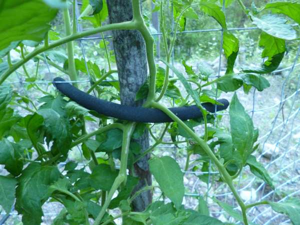 Simple DIY Tomato Cage