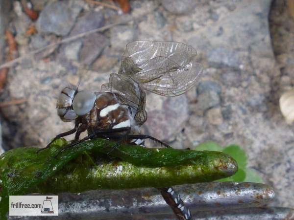 Dragonfly damaged by Bacillus