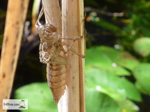 The discarded dragonfly nymph case attached to a reed