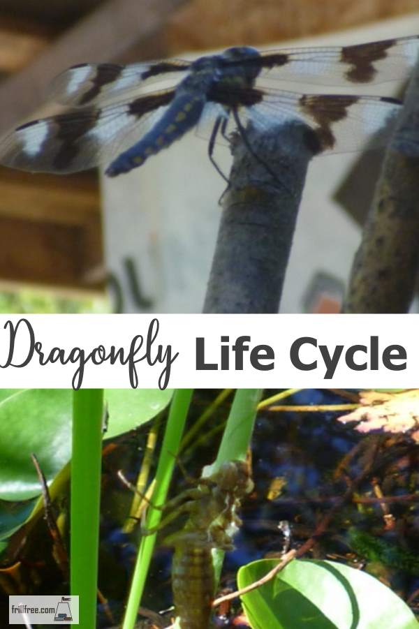 Dragon Fly Life Cycle