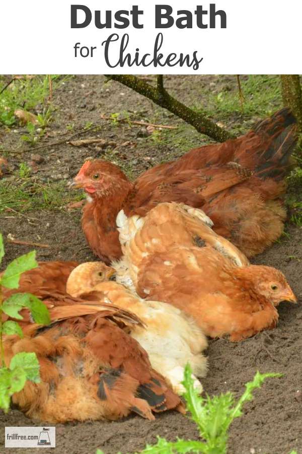 Dust Bath For Chickens