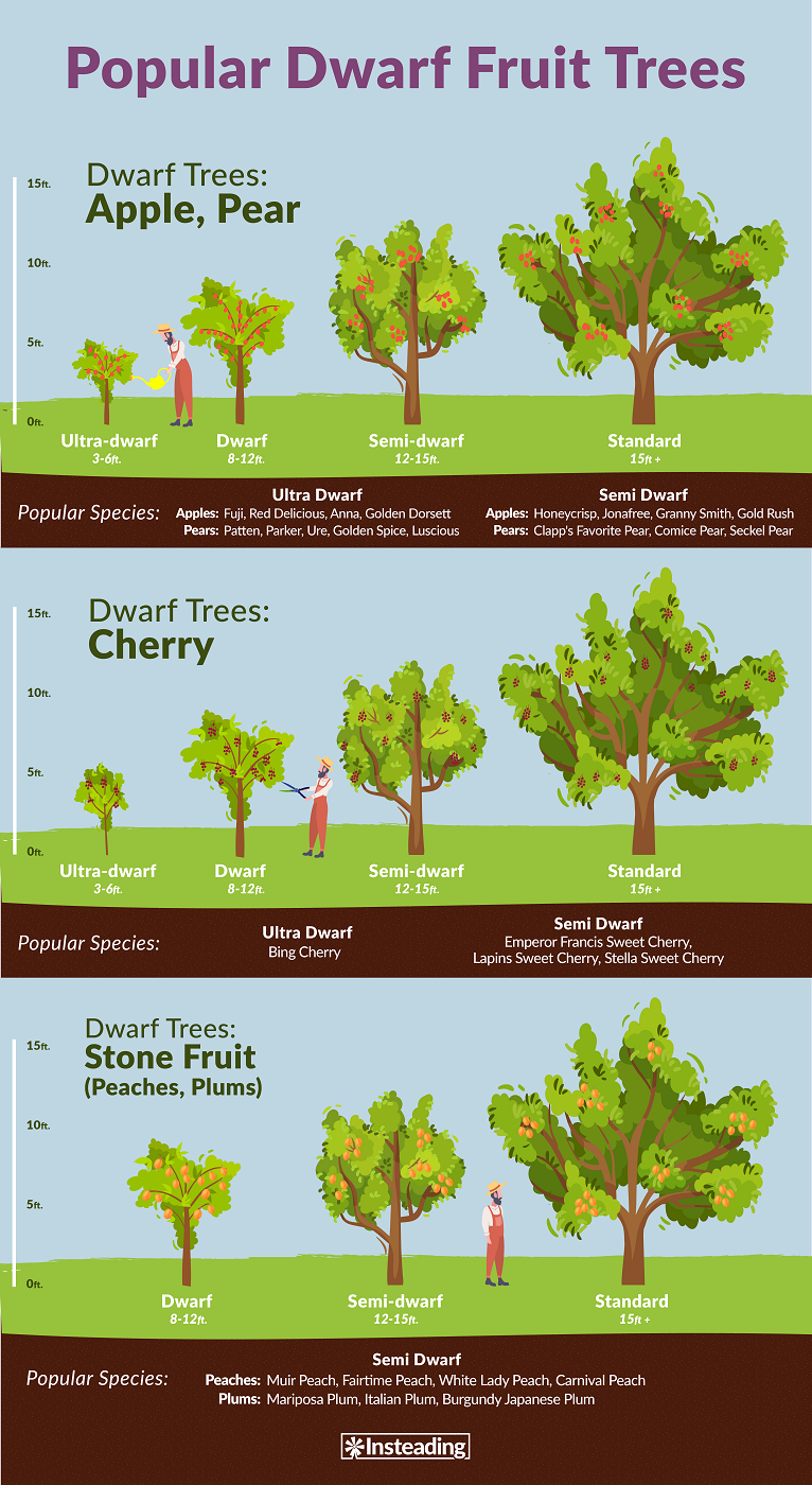 Dwarf Fruit Trees