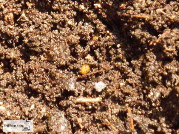 Earthworm Egg Capsule