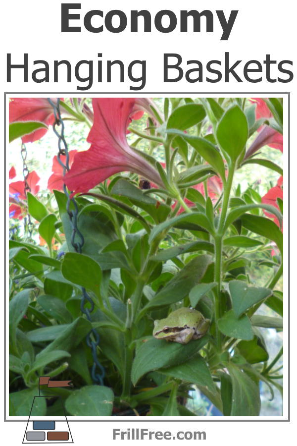 Pink petunia with a frog on it