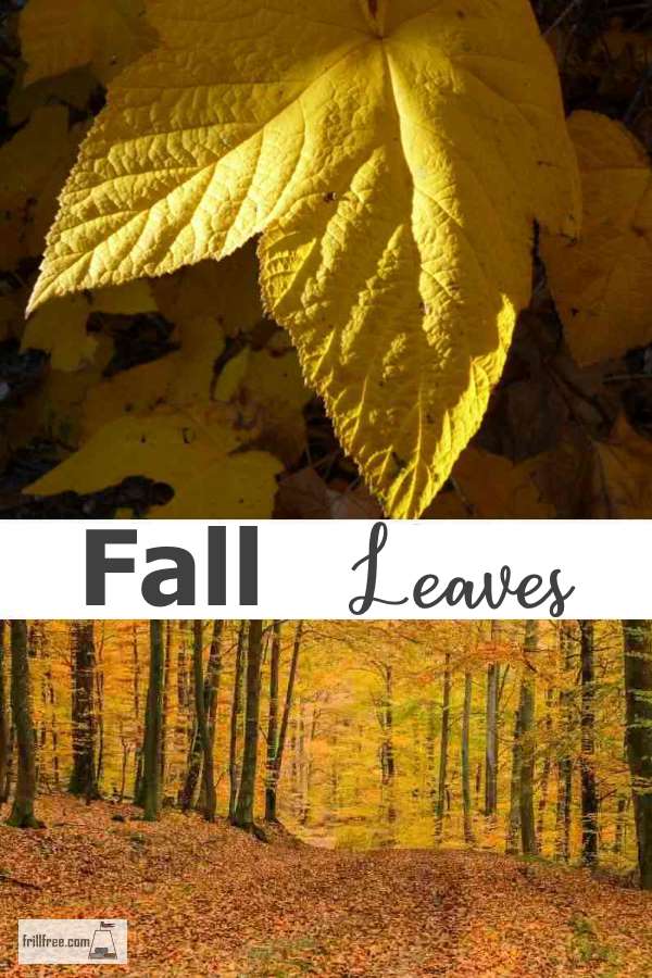 Fall Leaves