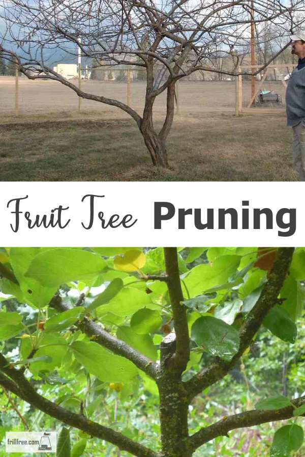 ¿Con qué frecuencia se deben podar los árboles frutales?