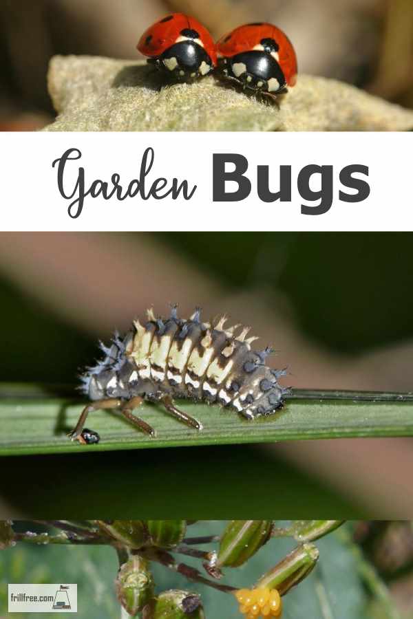 Garden Bugs