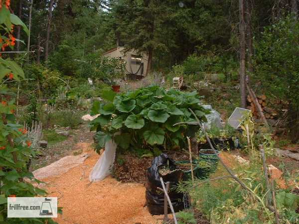 Experimenting with how to grow squash