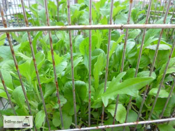 Bird Cages protect those lush delicious greens