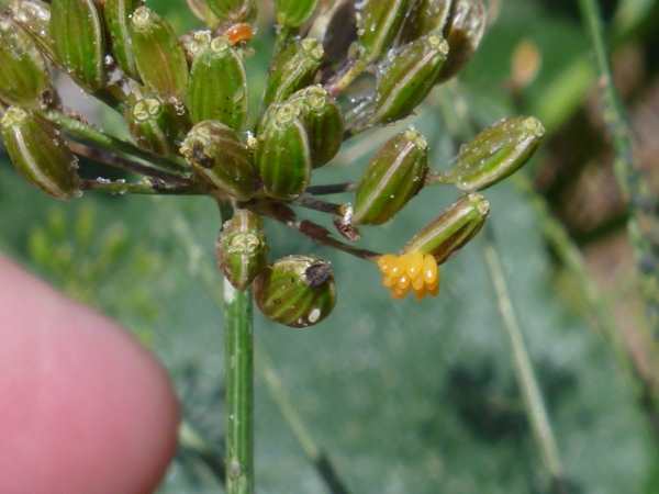 Lady Bug Eggs