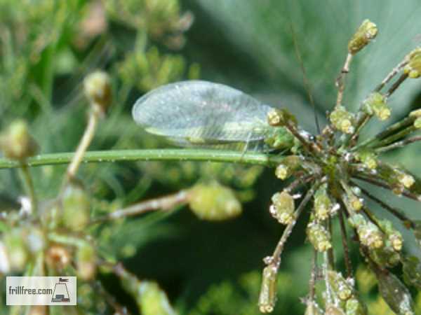 Green Lacewing