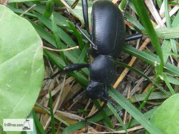 Ground Beetles