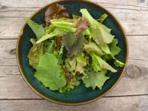 Growing tender mesclun greens