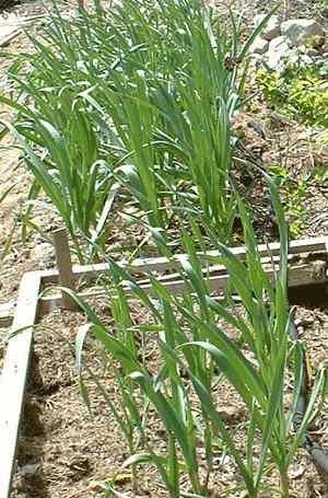 Growing Garlic
