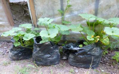 Black plastic bags have a use in the garden - for growing Summer Squash