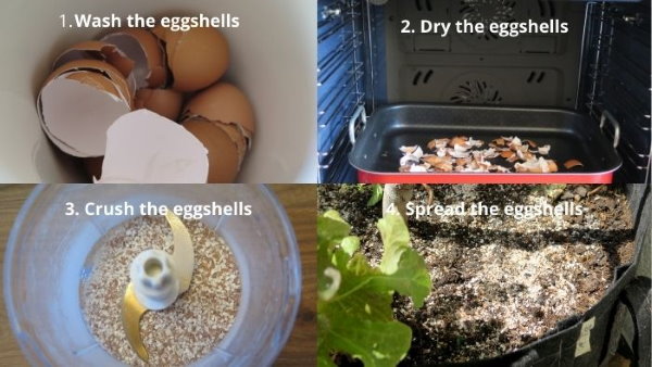 Collage of eggshell preparation