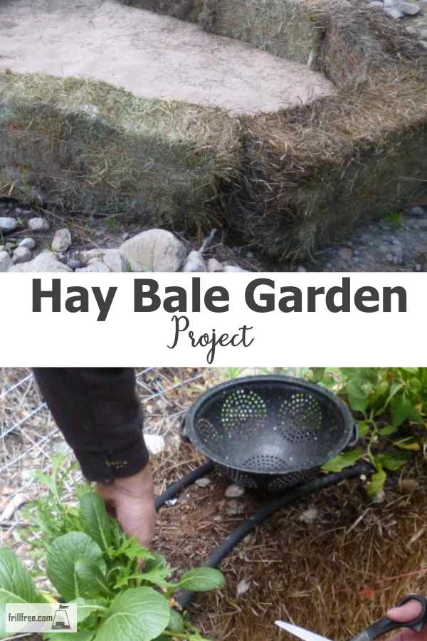 My Hay Bale Garden Project Growing Vegetables Simply