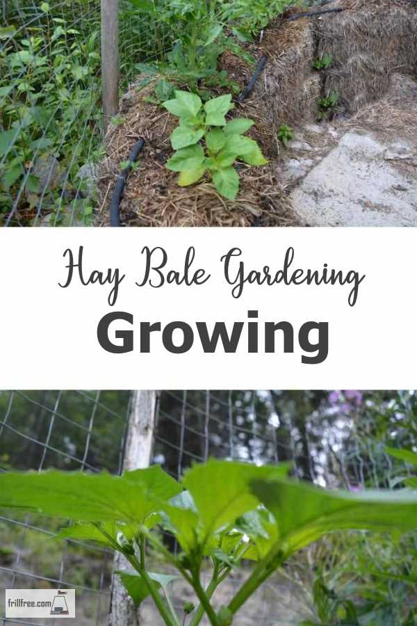 Hay Bale Gardening Growing Vegetables Simply