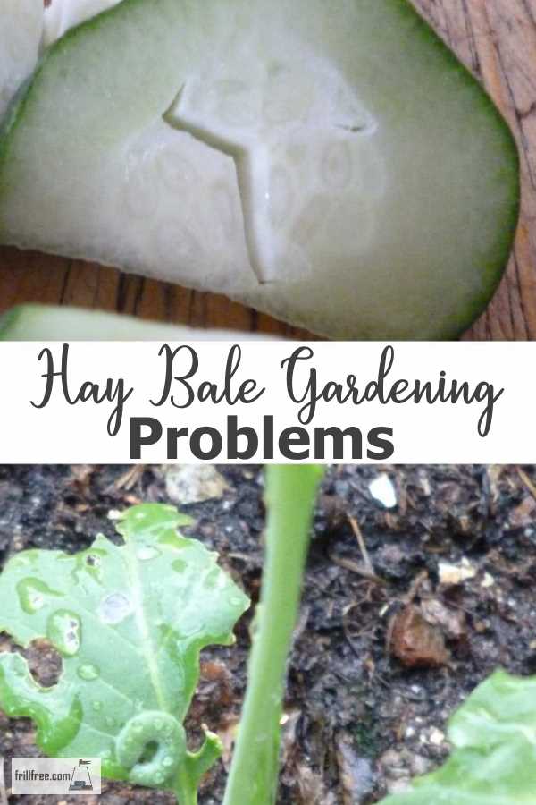 Hay Bale Gardening Problems