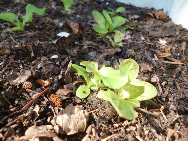 Lettuce Growing in the Finished Hot Compost