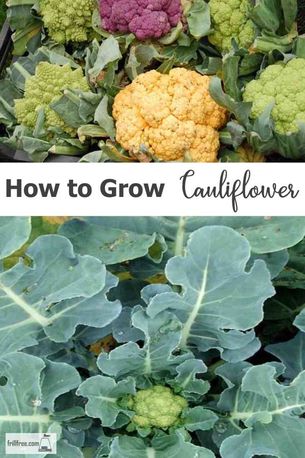 How to Grow Cauliflower