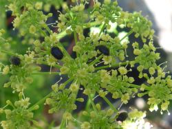 Dill in my garden gets a few garden bugs on it...